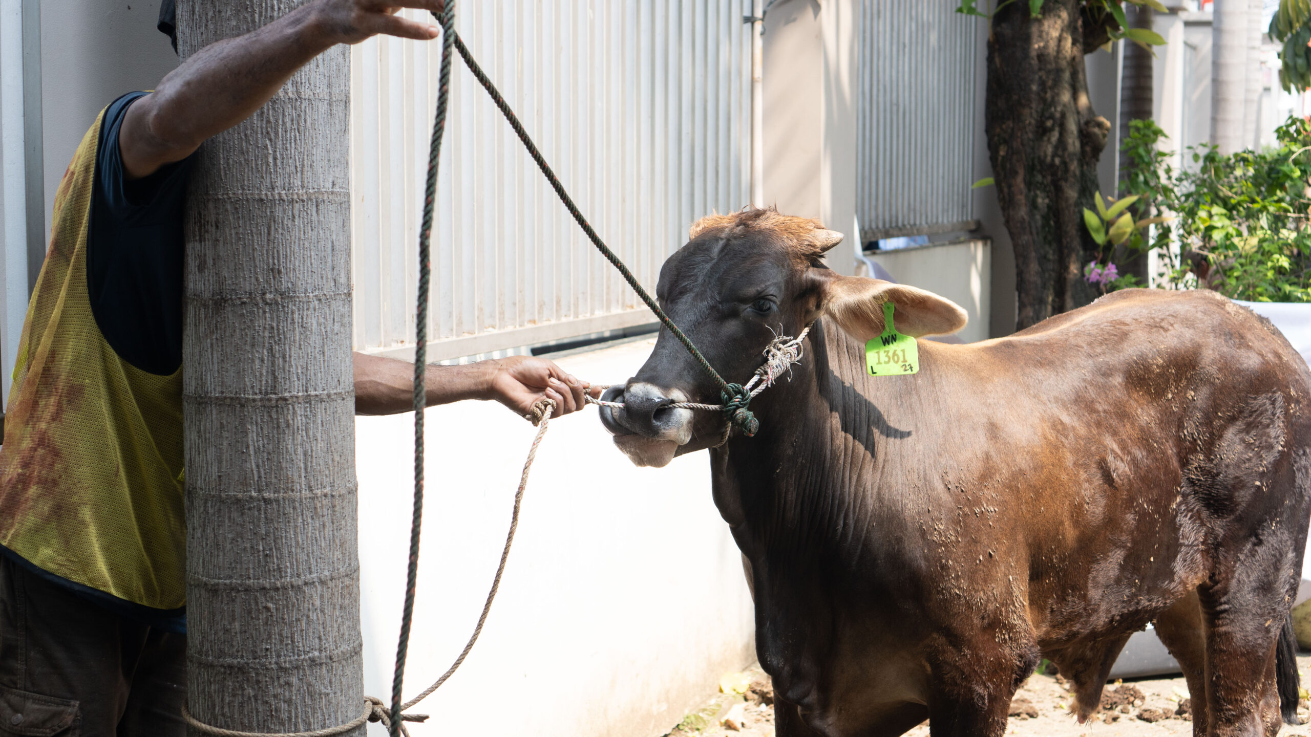 Momen Qurban 2025 : Dari Sekolah Untuk Sesama